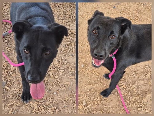 Photo of Meatloaf, adoptable Labrador Retriever in Albuquerque, New Mexico
