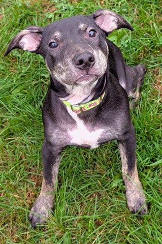 Photo of Juliet, adoptable Border Terrier in Akron, Ohio