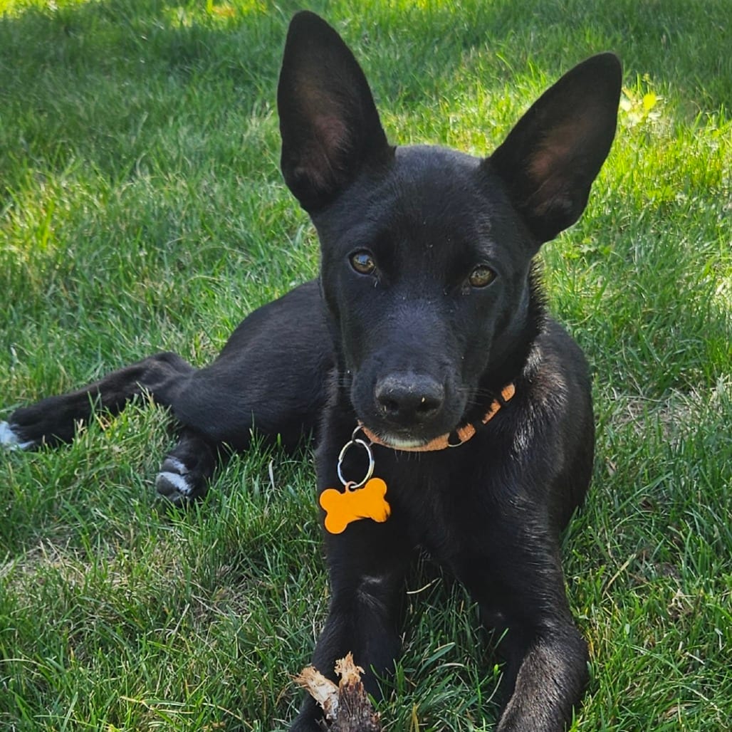 Photo of Dre-63376, adoptable Malinois, Belgian in Bend, Oregon