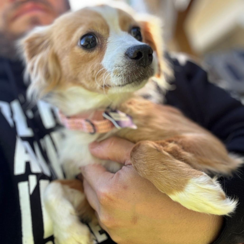 Photo of Phasma, adoptable Mixed Breed (Small) in San Francisco, California