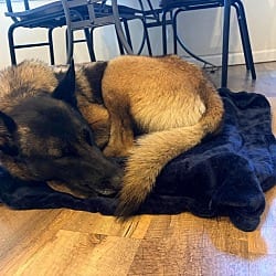 Photo of Sparta located in California, adoptable Belgian Malinois in Imlay City, Michigan