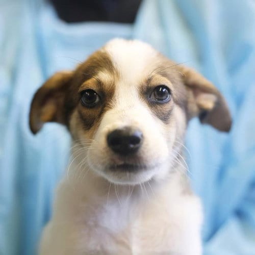 Photo of Star, adoptable Husky in San Antonio, Texas
