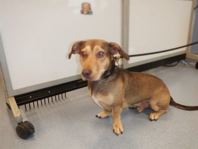 Photo of Senior Basset Hound and Dachshund, adoptable Basset Hound and Dachshund in San José, California