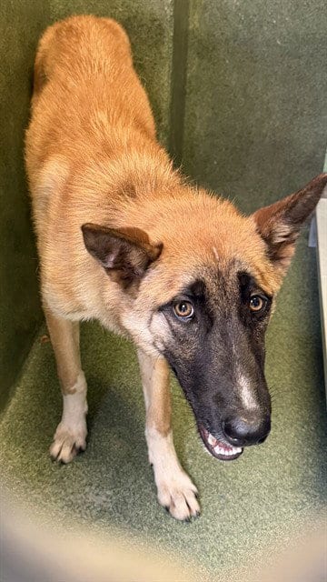 Photo of A5799222, adoptable Belgian Shepherd Malinois in Gardena, California