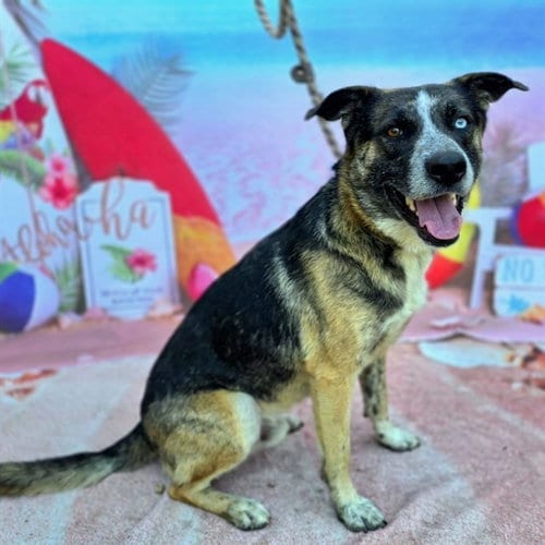 Photo of Reese, adoptable German Shepherd Dog in Long Beach, California
