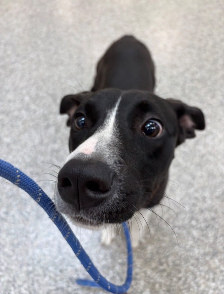 Photo of Seneca, adoptable Pit Bull Terrier in Findlay, Ohio