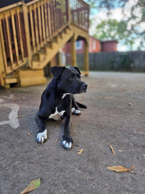 Photo of Tuxedo Bully Mix, adoptable Pit Bull Terrier in Rutherfordton, North Carolina