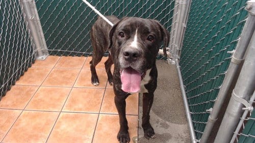 Photo of Broly, adoptable Cane Corso Mastiff in Downey, California