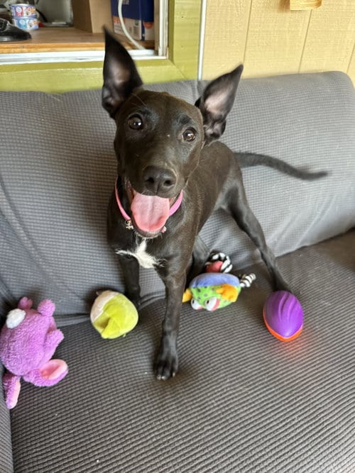 Photo of Janet, adoptable Labrador Retriever in Williamsburg, New Mexico