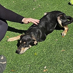 Photo of Riley, adoptable Mixed Breed (Medium) in Riverview, Florida