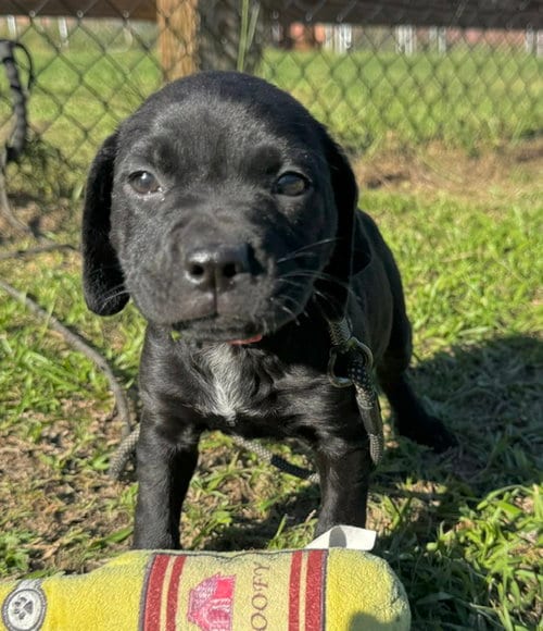 Photo of Dusty, adoptable Bulldog in Tarrytown, Georgia
