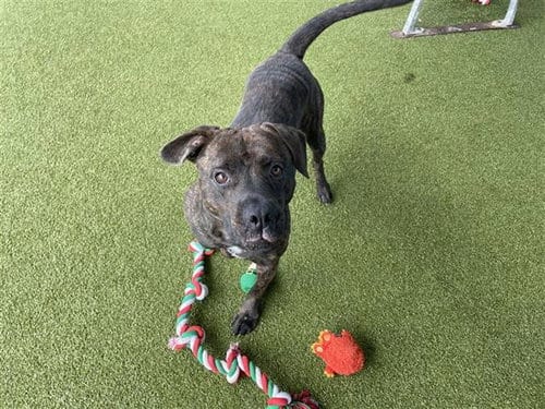 Photo of Magnifique, adoptable American Staffordshire Terrier in Waco, Texas