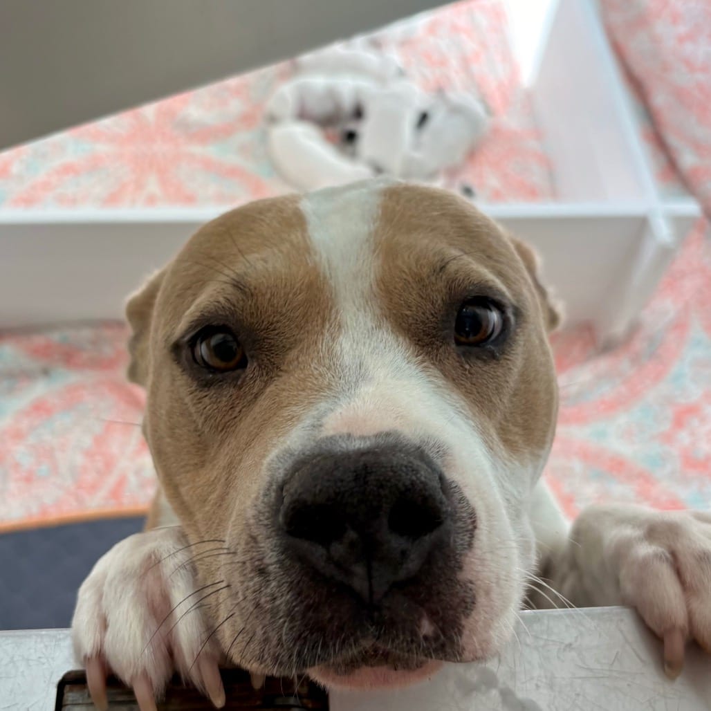 Photo of Noo Noo, adoptable Terrier, American Pit Bull / Mix in Kanab, Utah