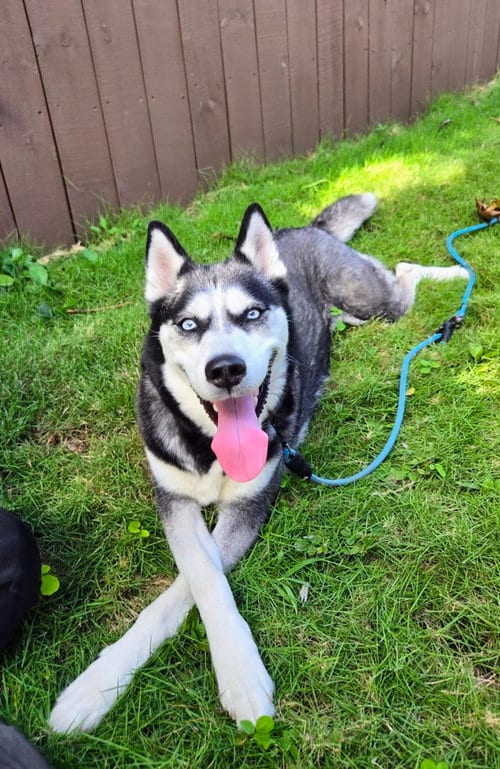 Photo of Summer, adoptable Husky in Miami, Florida