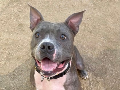 Photo of Jefferson, adoptable dog in Georgetown, Texas