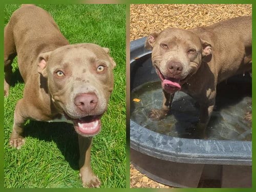 Photo of Francine, adoptable American Pit Bull Terrier in Albuquerque, New Mexico