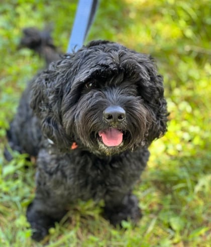 Photo of Cahza (with Winnie), adoptable Spaniel, English Cocker/Poodle, Standard in Annapolis, Maryland