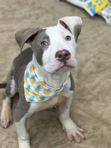 Photo of Brasso, adoptable Pit Bull Terrier in Detroit, Michigan