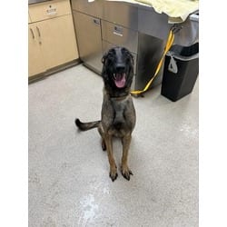 Photo of Ziva, adoptable Belgian Malinois in Jurupa Valley, California