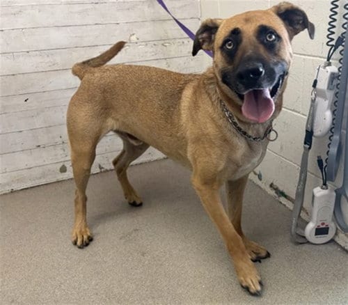 Photo of Hotchner, adoptable Belgian Shepherd Malinois in San Bernardino, California