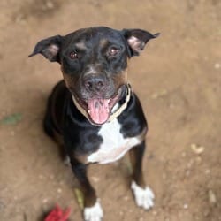 Photo of Cupid, adoptable American Pit Bull Terrier in Stephenville, Texas