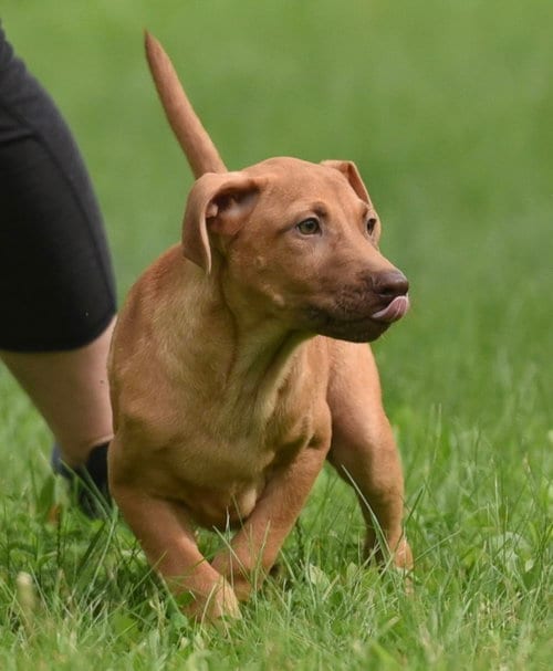 Photo of Viggo, adoptable Labrador Retriever in Mechanicsburg, Pennsylvania