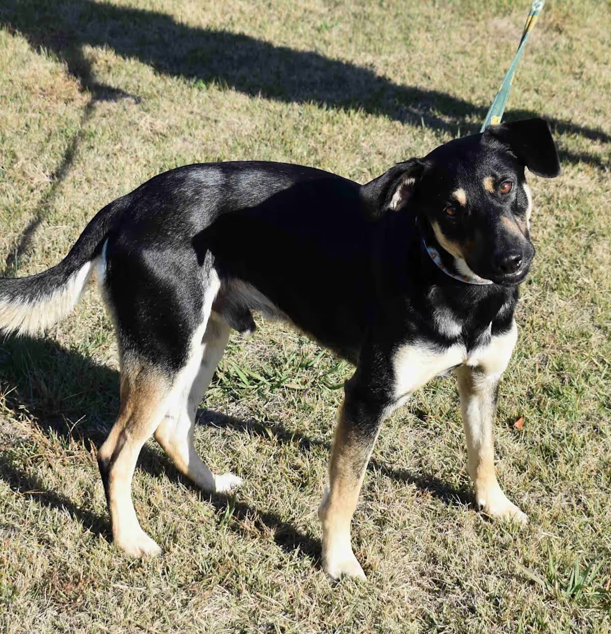 Photo of Charlie, adoptable Mixed Breed (Medium) in Searcy, Arkansas