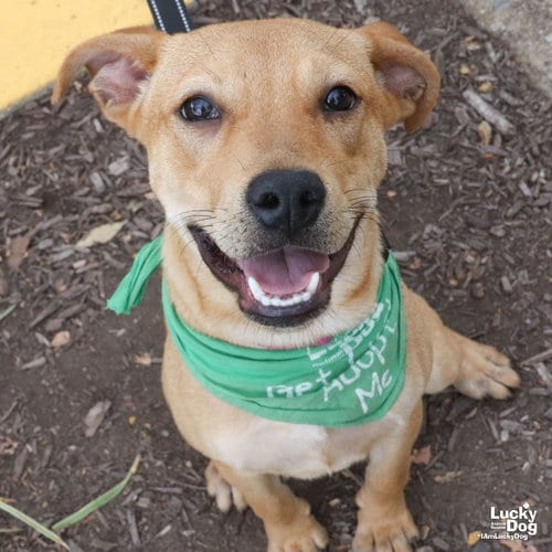 Photo of Miss Isabelle, adoptable Labrador Retriever in Washington, District of Columbia