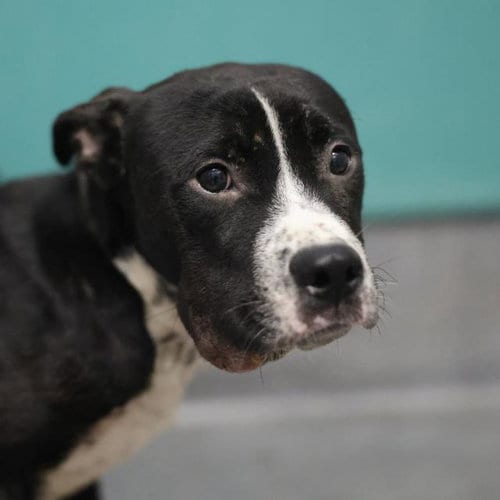 Photo of Iceman, adoptable American Staffordshire Terrier in San Antonio, Texas