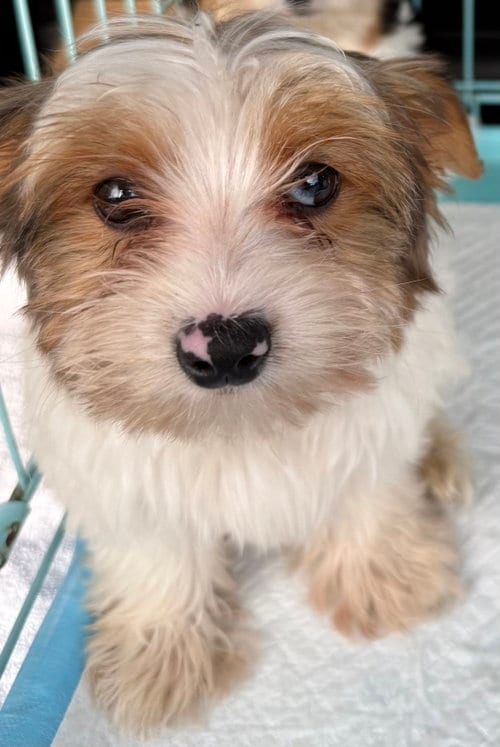 Photo of Cocoberry Yorkie Hypoallergenic, adoptable Yorkshire Terrier Yorkie in Boca Raton, Florida