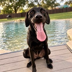 Photo of Thor, adoptable Australian Shepherd Mixed Breed (Medium) in Loxahatchee, Florida