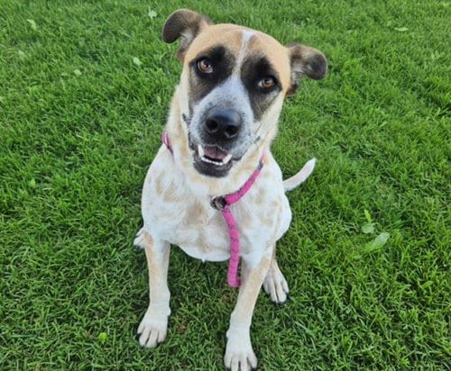 Photo of Traveler, adoptable Australian Cattle Dog/Blue Heeler in Albuquerque, New Mexico