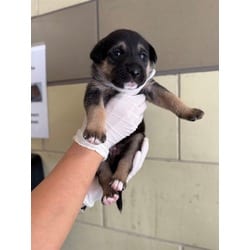 Photo of Francis, adoptable American Pit Bull Terrier German Shepherd Dog in Jurupa Valley, California