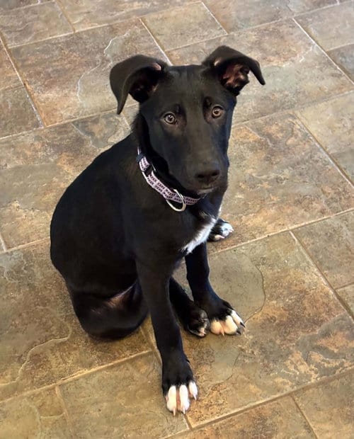Photo of Raven, adoptable Shepherd in MECHANICSBURG, Pennsylvania