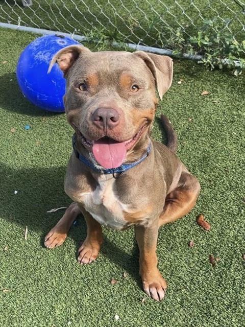Photo of Max, adoptable Bulldog in Miami, Florida