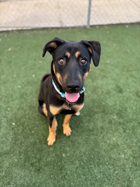 Photo of Praline, adoptable German Shepherd Dog in Texas City, Texas