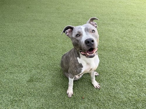 Photo of Tobie, adoptable Pit Bull Terrier in Garland, Texas