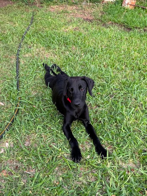 Photo of Binx, adoptable Great Dane in Bullard, Texas