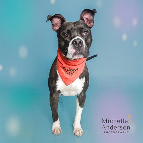 Photo of Ziggy, adoptable Pit Bull Terrier in Corona, California