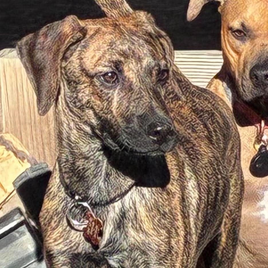 Photo of Bo, adoptable Hound / Mixed Breed (Medium) in Bend, Oregon