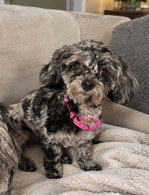 Photo of Baby, adoptable Poodle (Toy) in Omaha, Nebraska