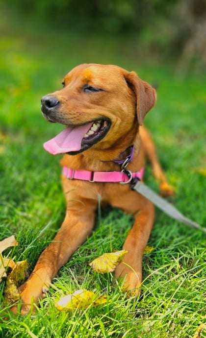 Photo of Tweety, adoptable Rottweiler/Cane Corso in Annapolis, Maryland