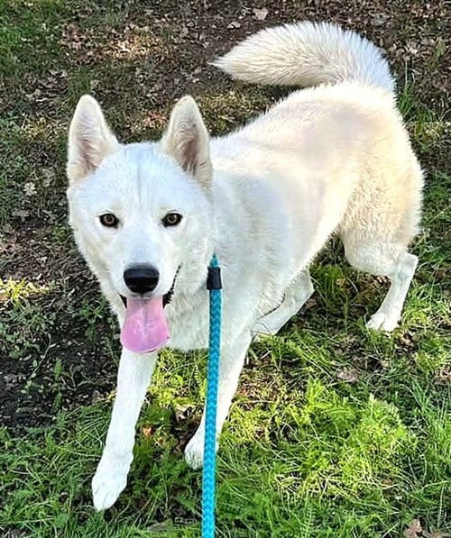 Photo of Strawberry, adoptable Siberian Husky in Sacramento, California