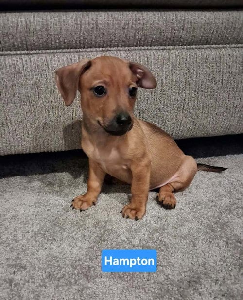 Photo of Hotel : Hampton, adoptable Chihuahua in Aurora, Indiana