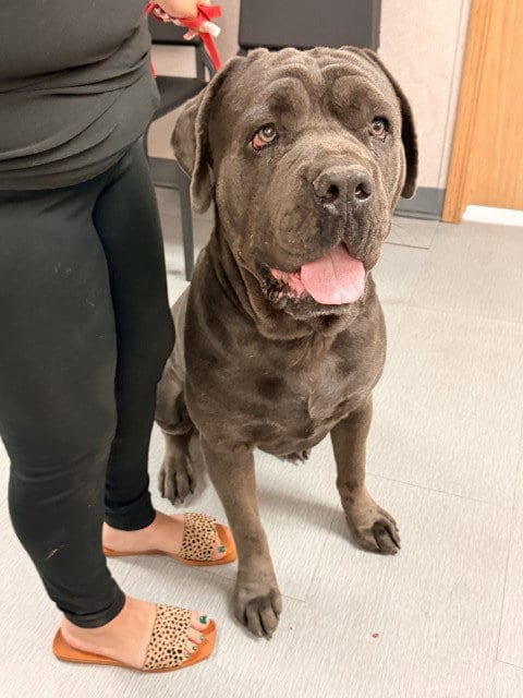 Photo of Fatboy, adoptable Cane Corso Mastiff in San Bernardino, California