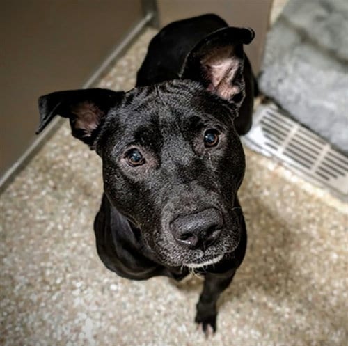 Photo of Andrew Jackson, adoptable American Staffordshire Terrier in Clyde, North Carolina