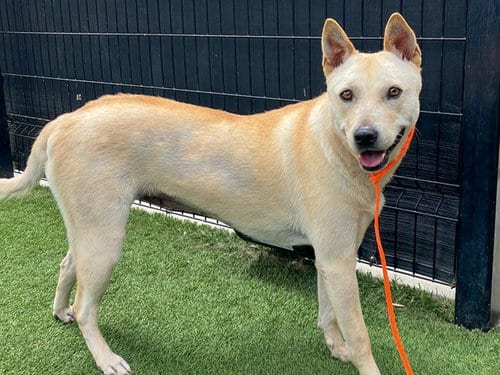 Photo of Cali, adoptable Jindo (Korean) in Orange, California
