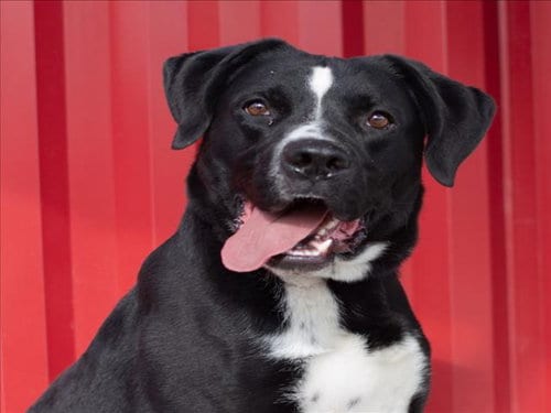 Photo of Vern, adoptable Pit Bull Terrier in Tracy, California