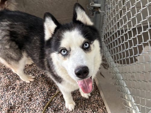 Photo of Milky, adoptable Siberian Husky in Mesa, Arizona