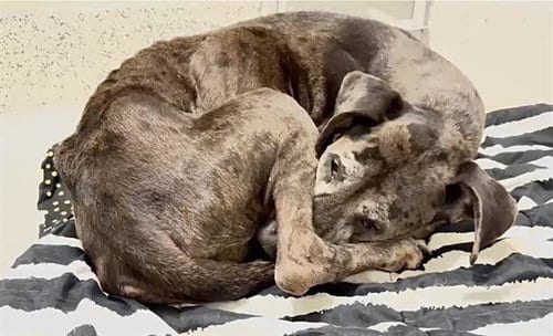 Photo of Belle, adoptable Great Dane in Houston, Texas